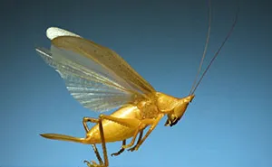 Here’s What These 11 Insect Species Look Like Flying In Slow Motion And Some Of Them Look Hilariously Derpy