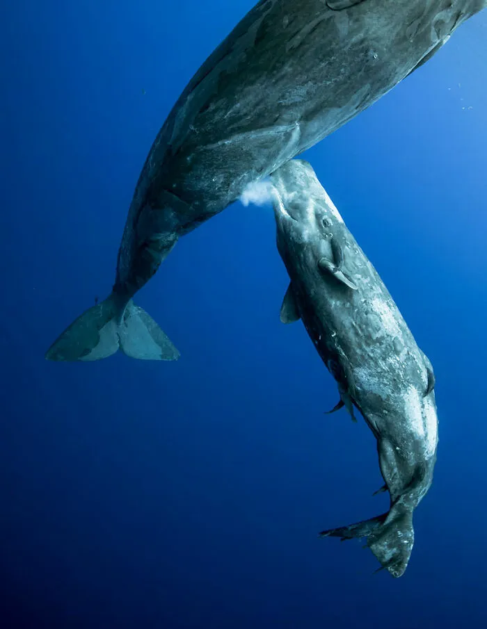 ‘Milk Feeding’ By Mike Korostelev (Russian Federation), 3rd Place In 'Behaviour'