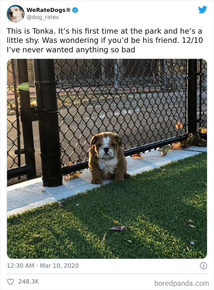 50 Times People Asked To Rate Their Dogs And Got Hilariously Wholesome Results
