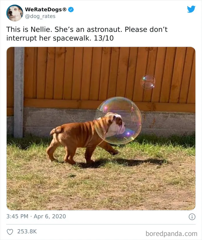 50 Times People Asked To Rate Their Dogs And Got Hilariously Wholesome Results