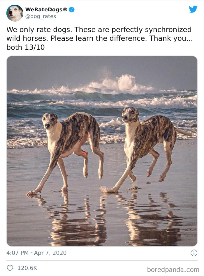 50 Times People Asked To Rate Their Dogs And Got Hilariously Wholesome Results