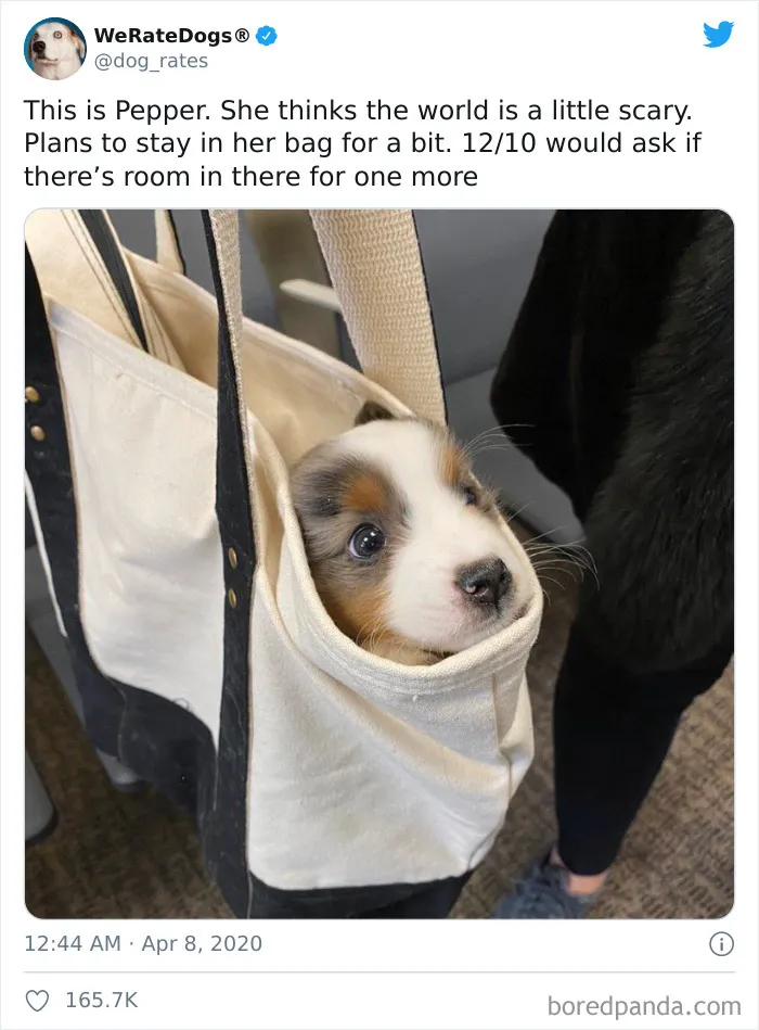 50 Times People Asked To Rate Their Dogs And Got Hilariously Wholesome Results