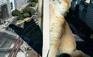 This Artist Uses Photoshop To Create Surreal Giant Cat Landscapes, Here Are His Best 30 Edits