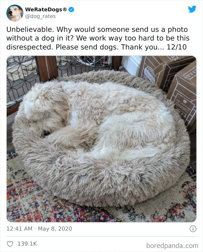50 Times People Asked To Rate Their Dogs And Got Hilariously Wholesome Results