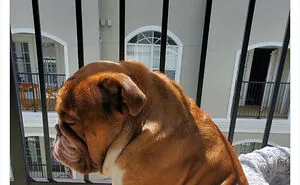 50 Times People Asked To Rate Their Dogs And Got Hilariously Wholesome Results