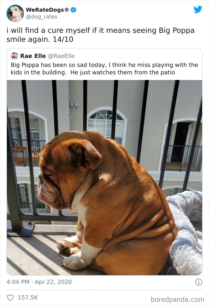50 Times People Asked To Rate Their Dogs And Got Hilariously Wholesome Results