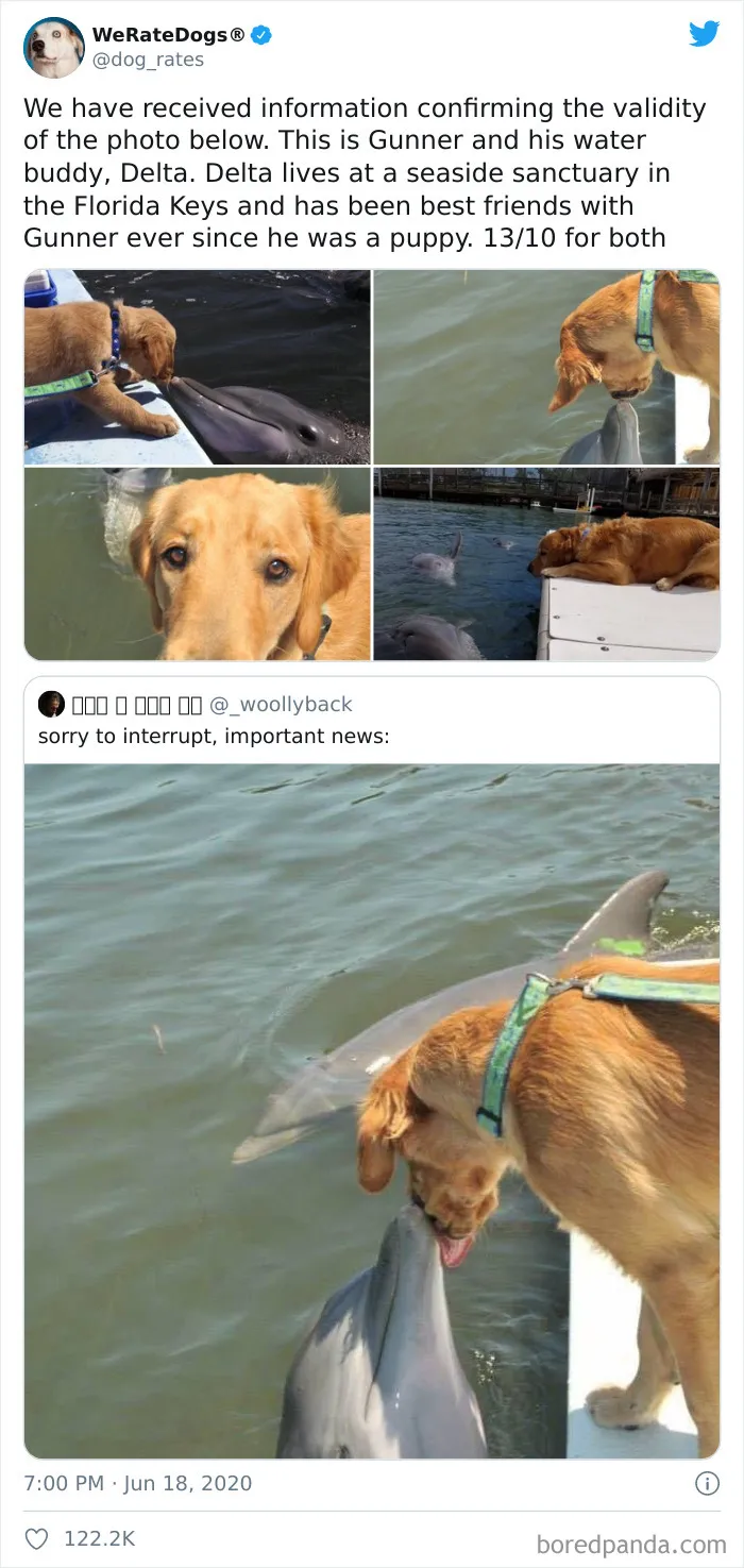 50 Times People Asked To Rate Their Dogs And Got Hilariously Wholesome Results