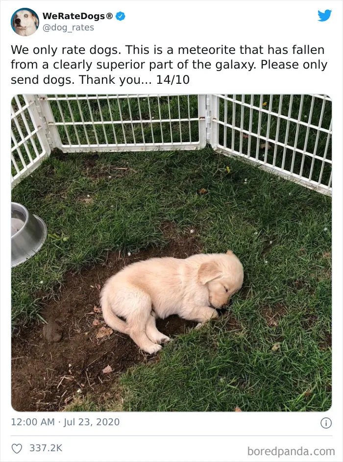 50 Times People Asked To Rate Their Dogs And Got Hilariously Wholesome Results