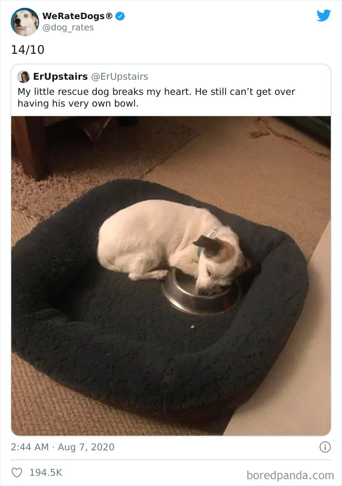 50 Times People Asked To Rate Their Dogs And Got Hilariously Wholesome Results