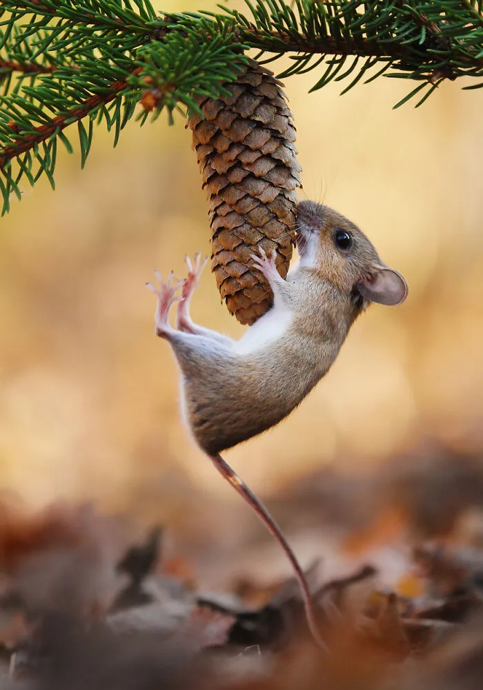 Award-Winning Photographer's Work Shows What Happens In Nature When The Animals Are Alone And At Peace (30 New Pics)