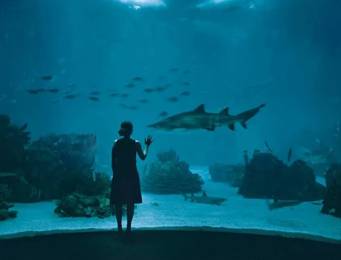 Person standing in an aquarium, observing a shark and marine life, illustrating interesting facts people didn’t learn at school.