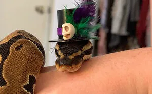 Turns Out, Hats On Snakes Are A Thing And There’s A Community Celebrating It (40 Pics)