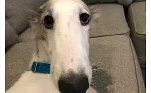 50 Times People Asked To Rate Their Dogs And Got Hilariously Wholesome Results