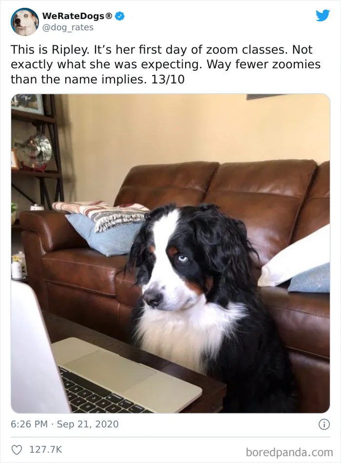 50 Times People Asked To Rate Their Dogs And Got Hilariously Wholesome Results
