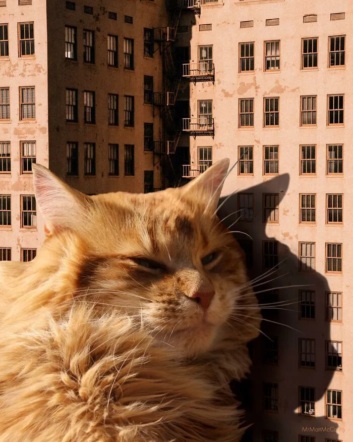 This Artist Uses Photoshop To Create Surreal Giant Cat Landscapes, Here Are His Best 30 Edits