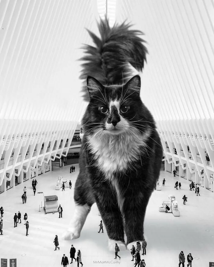 This Artist Uses Photoshop To Create Surreal Giant Cat Landscapes, Here Are His Best 30 Edits