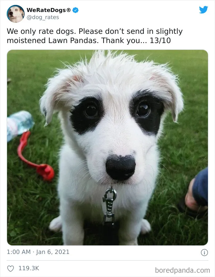 50 Times People Asked To Rate Their Dogs And Got Hilariously Wholesome Results