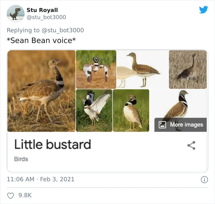 Little Bustard