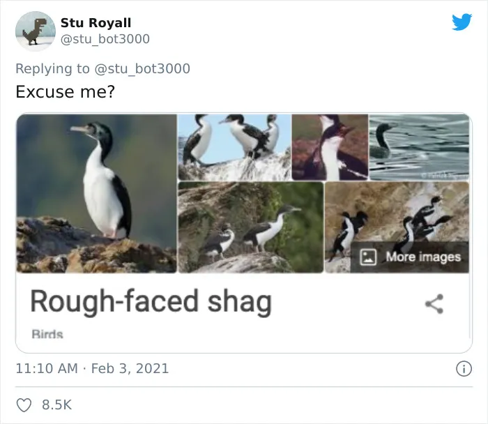 Rough-Faced Shag