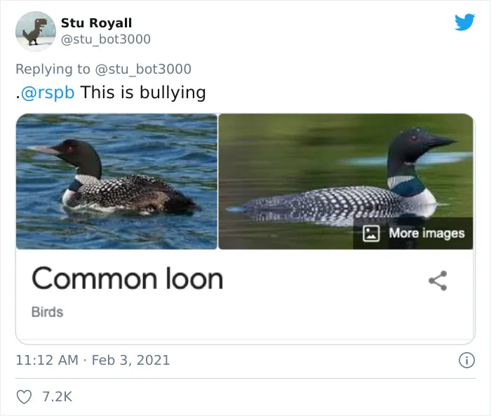 Common Loon