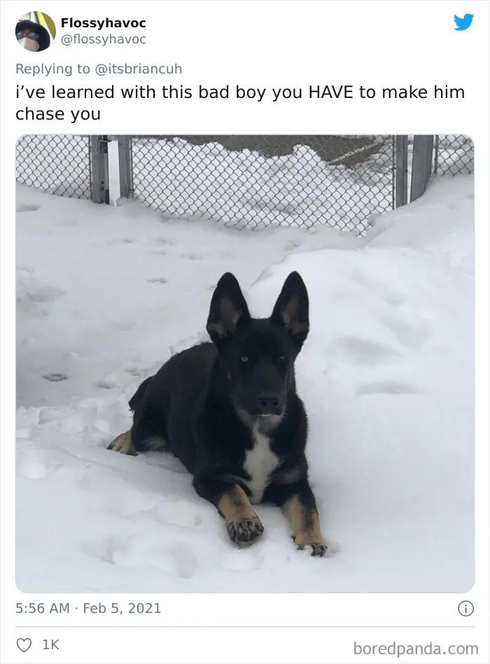 Frustrated Owners Share Stories About How Hard It Is To Catch A Dog Once It Runs Away (30 Pics)