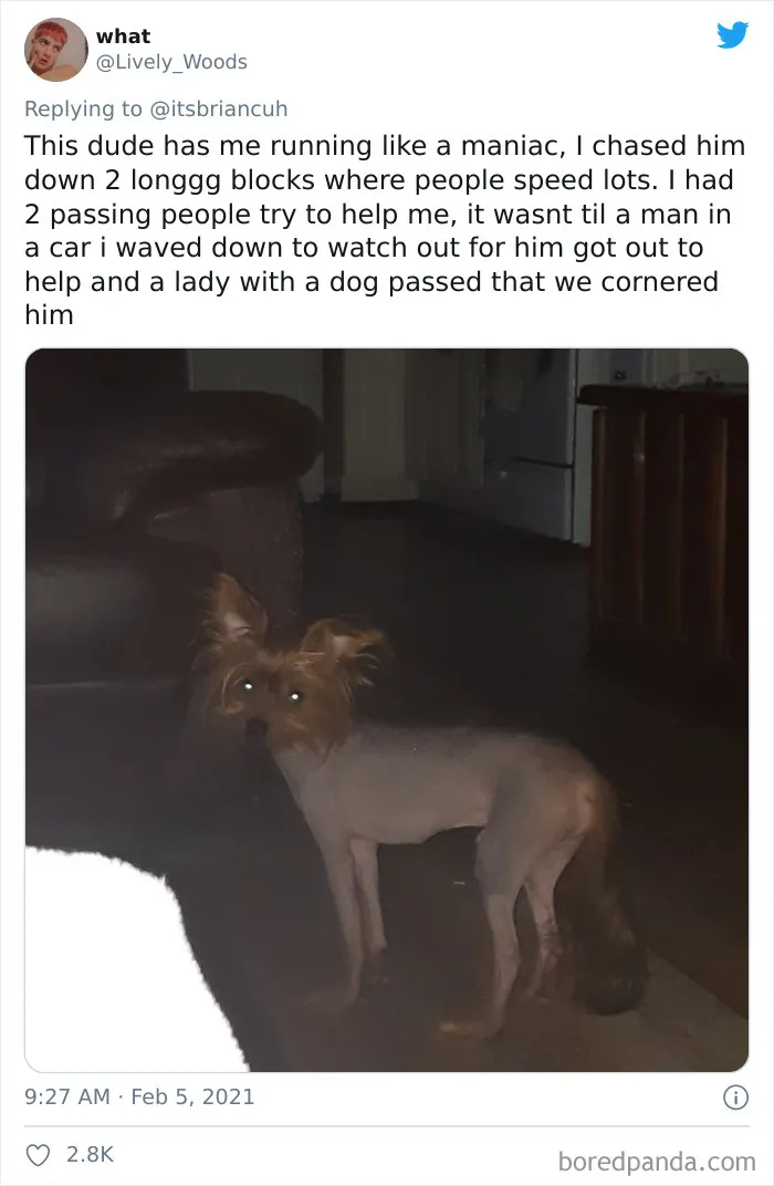Frustrated Owners Share Stories About How Hard It Is To Catch A Dog Once It Runs Away (30 Pics)