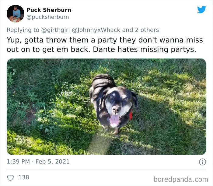 Frustrated Owners Share Stories About How Hard It Is To Catch A Dog Once It Runs Away (30 Pics)