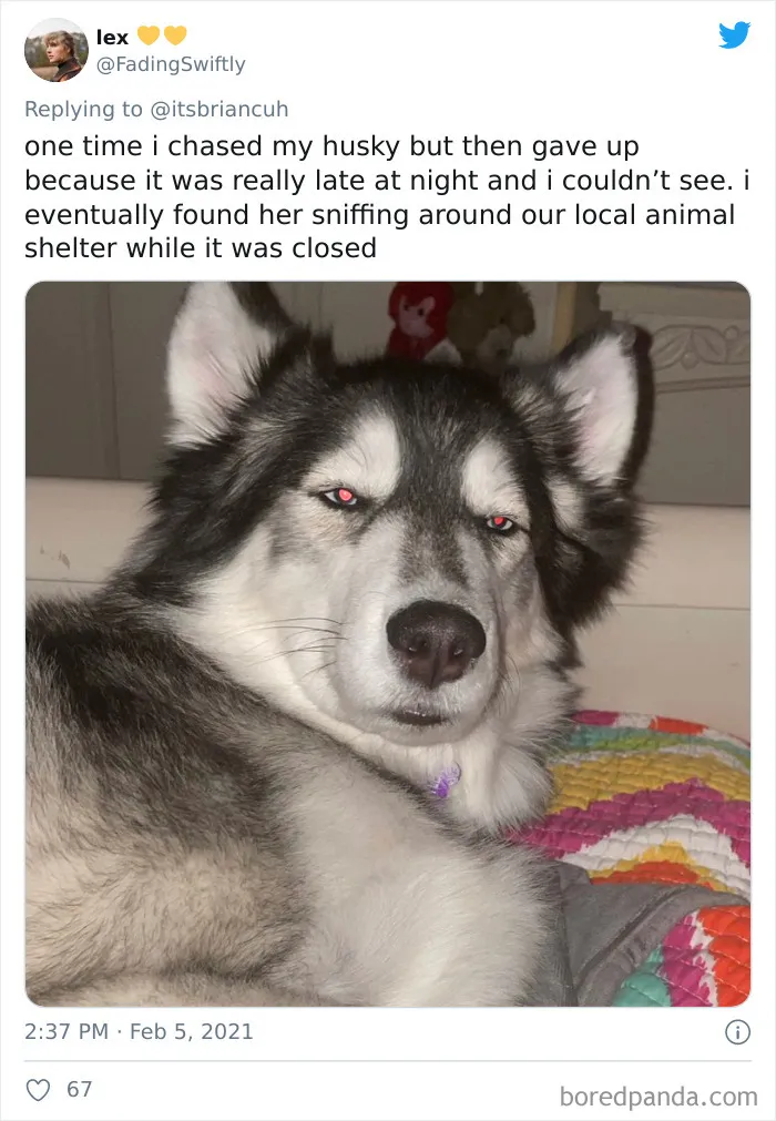 Frustrated Owners Share Stories About How Hard It Is To Catch A Dog Once It Runs Away (30 Pics)