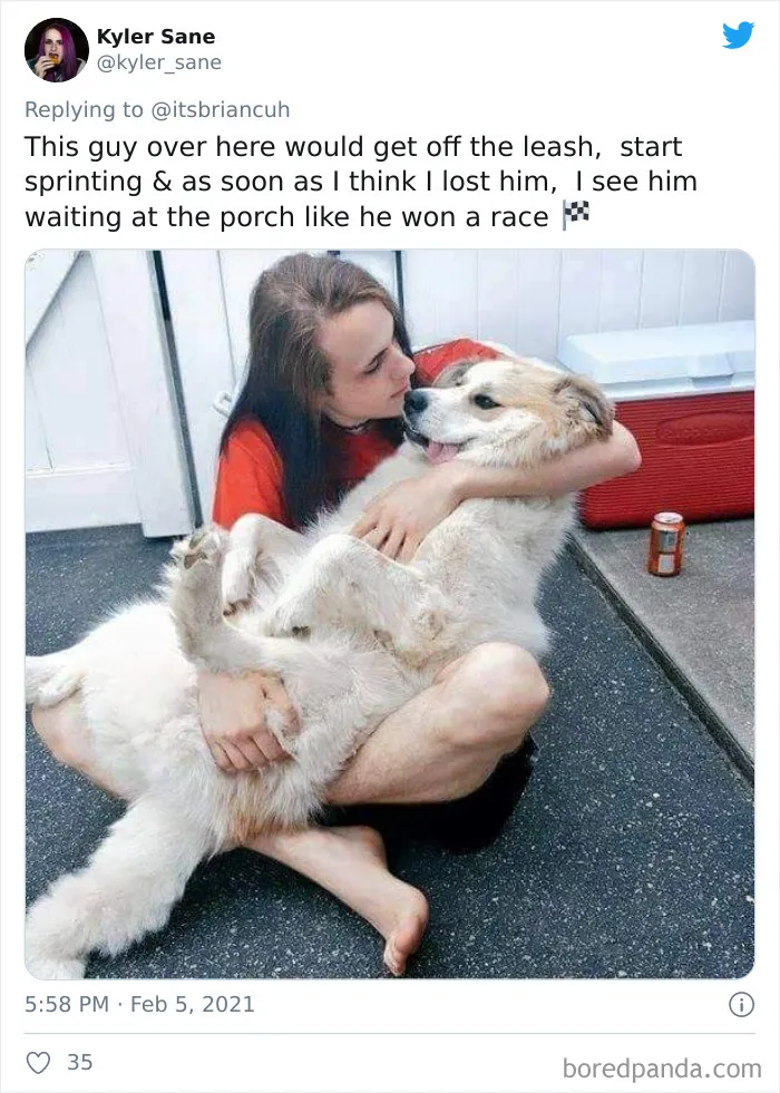 Frustrated Owners Share Stories About How Hard It Is To Catch A Dog Once It Runs Away (30 Pics)