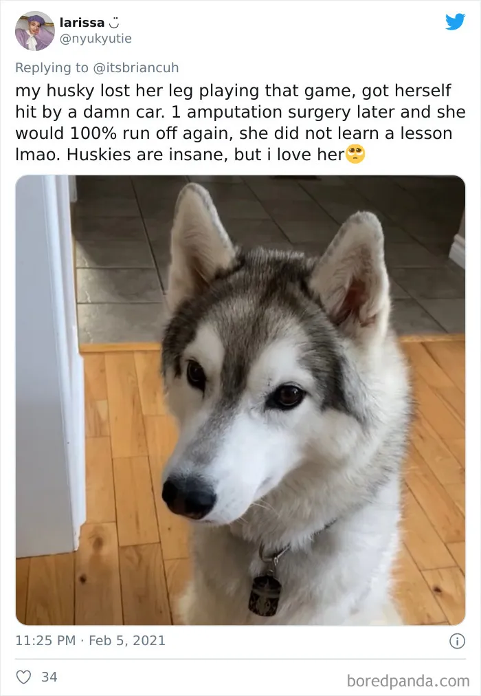 Frustrated Owners Share Stories About How Hard It Is To Catch A Dog Once It Runs Away (30 Pics)