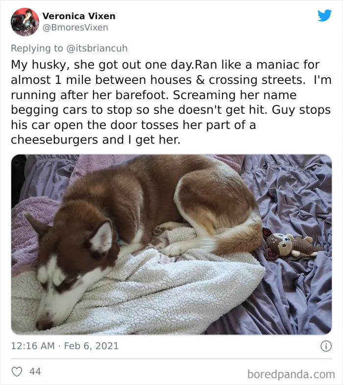 Frustrated Owners Share Stories About How Hard It Is To Catch A Dog Once It Runs Away (30 Pics)
