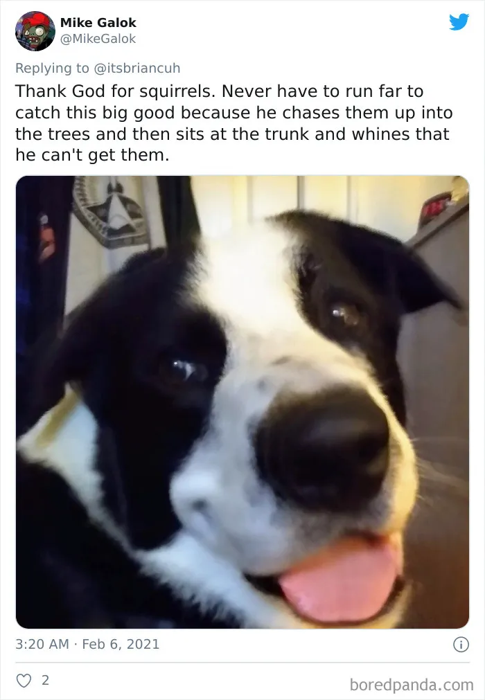 Frustrated Owners Share Stories About How Hard It Is To Catch A Dog Once It Runs Away (30 Pics)