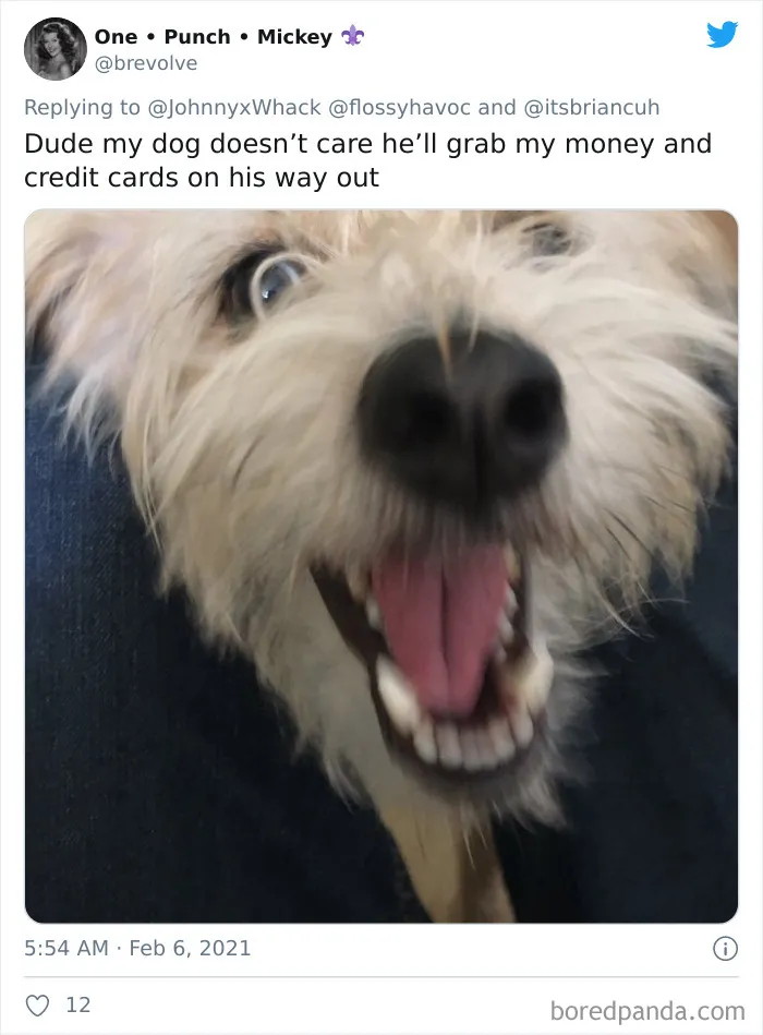 Frustrated Owners Share Stories About How Hard It Is To Catch A Dog Once It Runs Away (30 Pics)