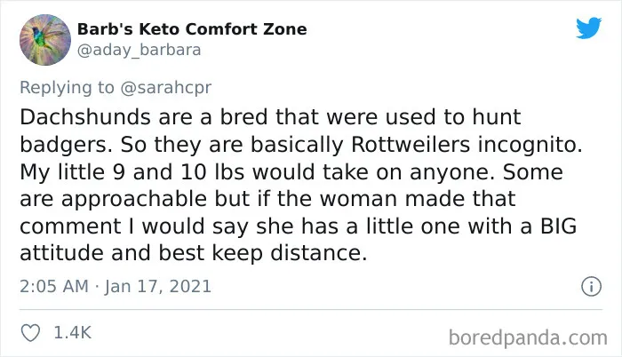 30 Tweets By Dachshund Owners About How It Feels To Have Such Personalities As Pets