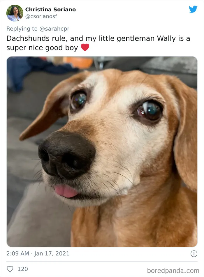 30 Tweets By Dachshund Owners About How It Feels To Have Such Personalities As Pets