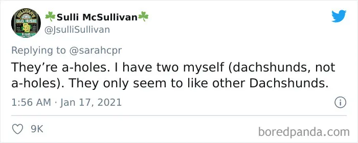 30 Tweets By Dachshund Owners About How It Feels To Have Such Personalities As Pets