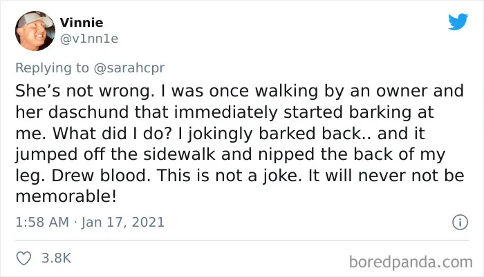 30 Tweets By Dachshund Owners About How It Feels To Have Such Personalities As Pets
