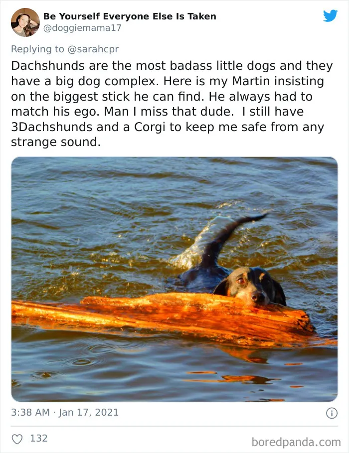 30 Tweets By Dachshund Owners About How It Feels To Have Such Personalities As Pets