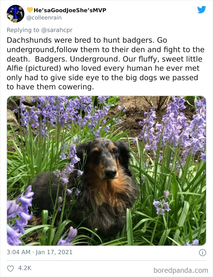 30 Tweets By Dachshund Owners About How It Feels To Have Such Personalities As Pets