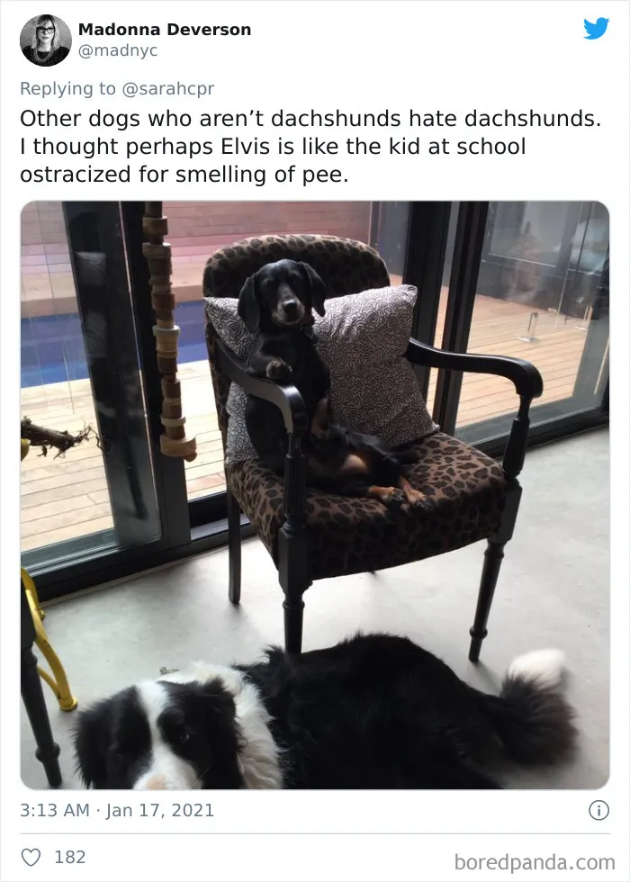 30 Tweets By Dachshund Owners About How It Feels To Have Such Personalities As Pets