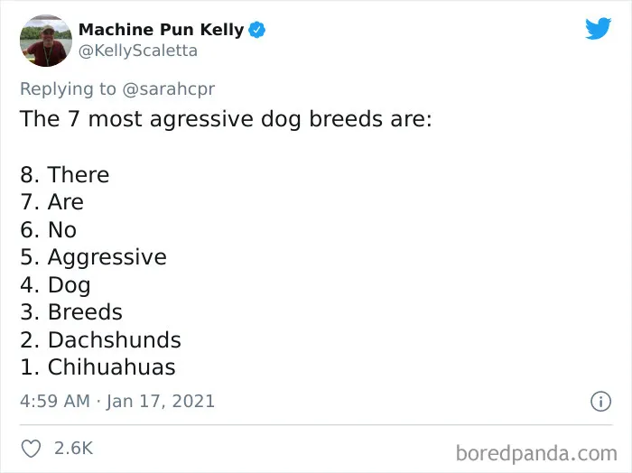 30 Tweets By Dachshund Owners About How It Feels To Have Such Personalities As Pets