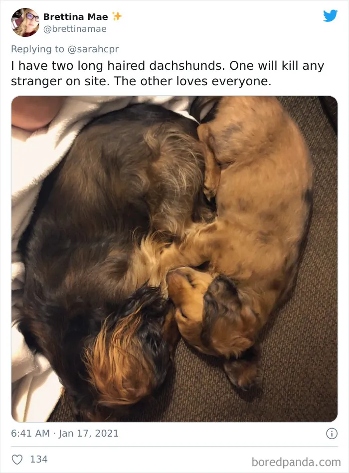 30 Tweets By Dachshund Owners About How It Feels To Have Such Personalities As Pets