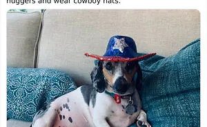 30 Tweets By Dachshund Owners About How It Feels To Have Such Personalities As Pets