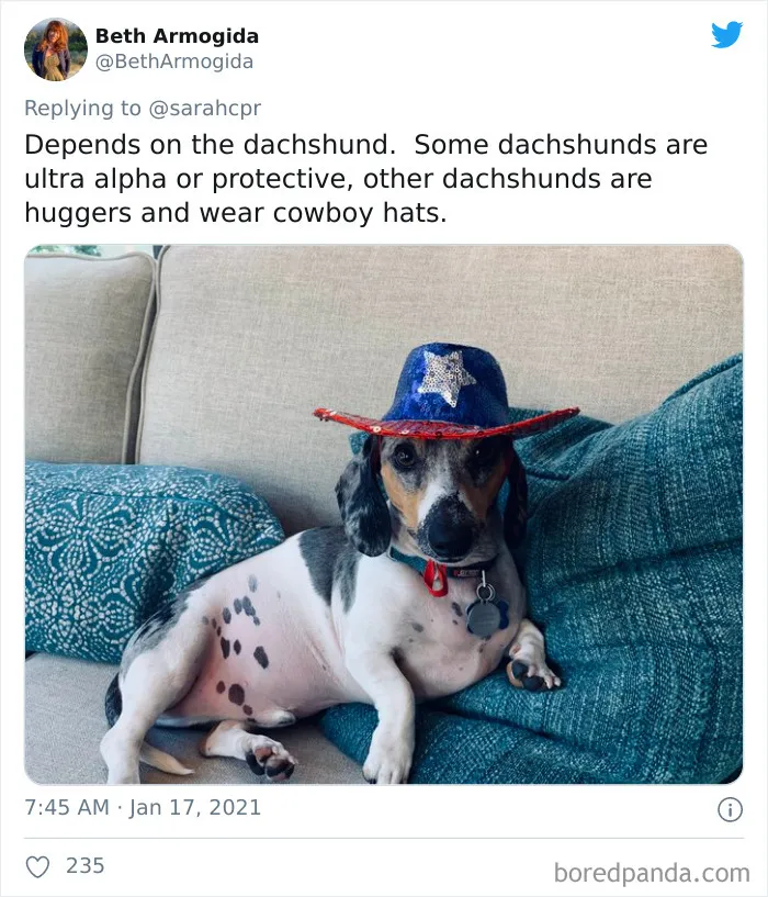 30 Tweets By Dachshund Owners About How It Feels To Have Such Personalities As Pets