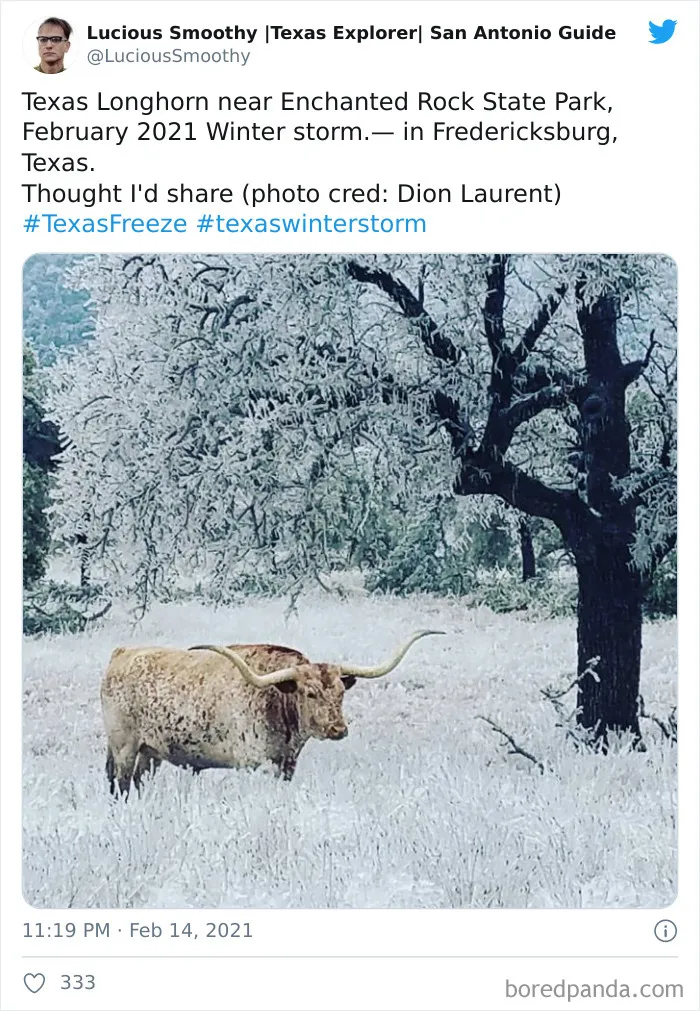 Texas Winter Storm