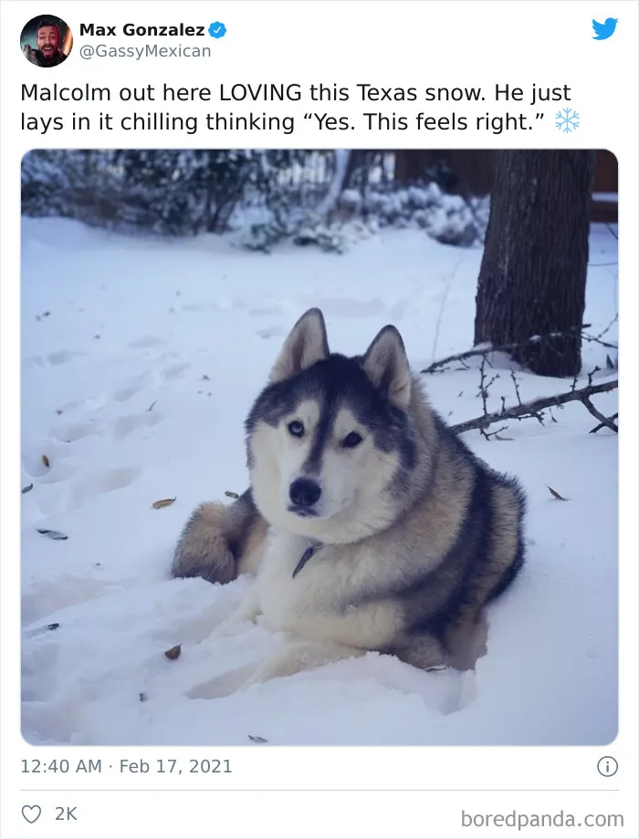 A Malcolm le ENCANTA esta nieve de Texas. Se ha tumbado ahí, pensando: "Sí, esto sienta bien"