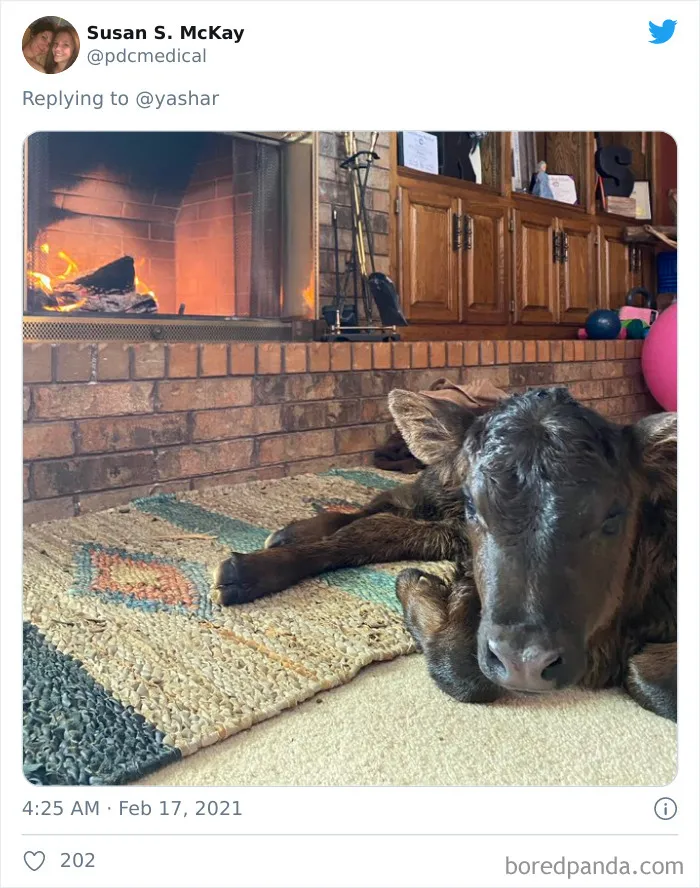 En Texas están resguardando a todo tipo de animales para protegerlos de la ola de frío (19 fotos)