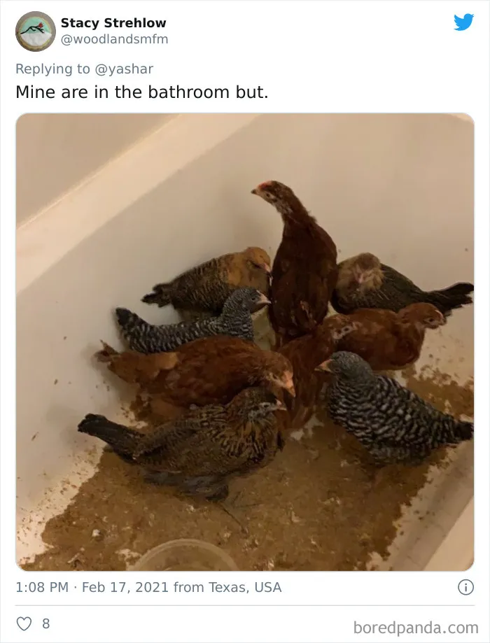 Texans Are Bringing Farm And Wild Animals Inside To Keep Them Warm During The Cold Wave (19 Pics)