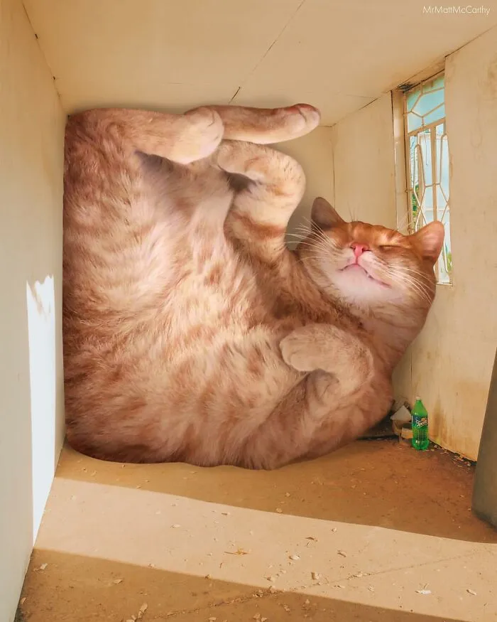 This Artist Uses Photoshop To Create Surreal Giant Cat Landscapes, Here Are His Best 30 Edits