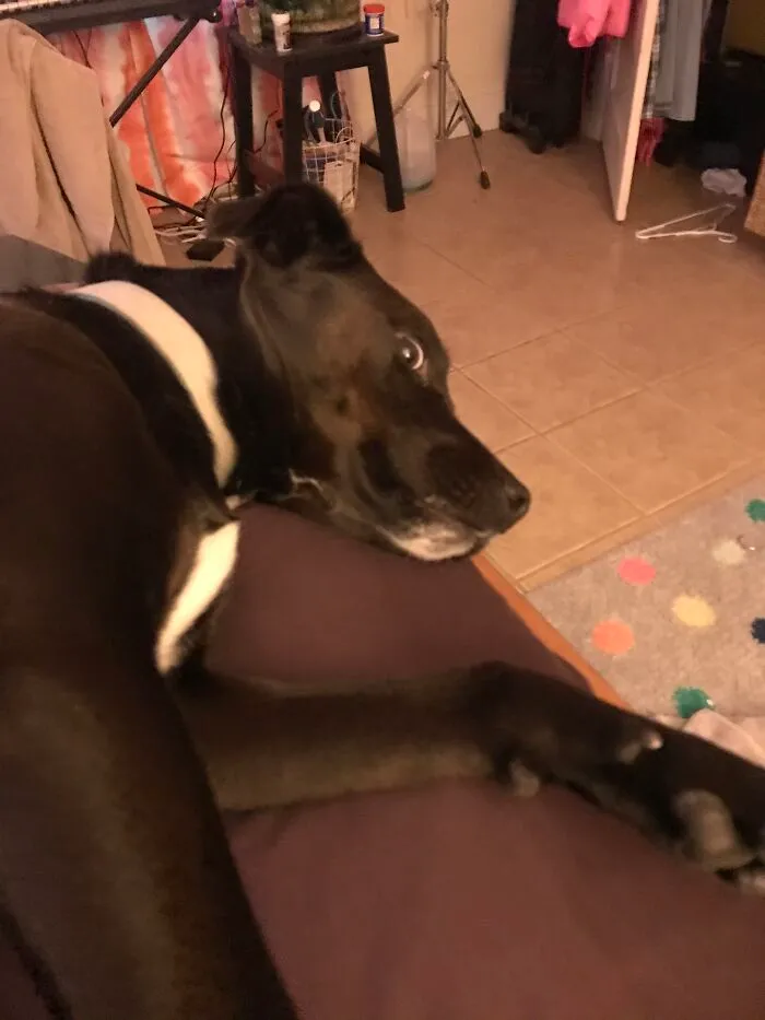 This...this...this Insane Dog Of Mine